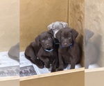 Puppy Samson Labrador Retriever