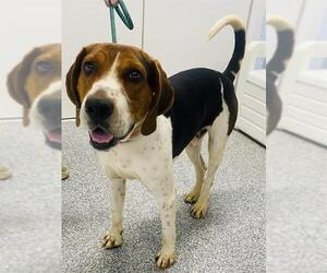 Treeing Walker Coonhound Dogs for adoption in Westminster, MD, USA