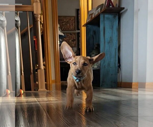 Medium Photo #9 Dachshund-Doberman Pinscher Mix Puppy For Sale in Buffalo, MN, USA