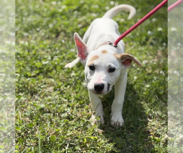 Medium Photo #1 Mutt Puppy For Sale in Yardley, PA, USA