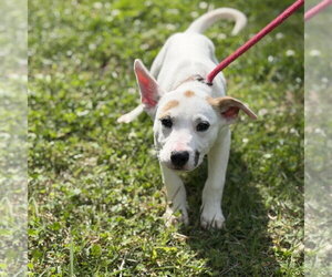 Mutt Dogs for adoption in Yardley, PA, USA