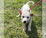 Small Mutt