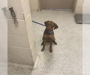 German Shorthaired Pointer-Unknown Mix Dogs for adoption in Conroe, TX, USA