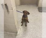 Small German Shorthaired Pointer Mix