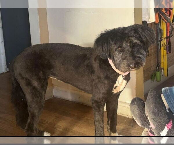 Medium Photo #21 Mutt Puppy For Sale in New York, NY, USA