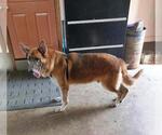 Small #1 German Shepherd Dog