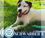 Small #8 Beagle-Pointer Mix
