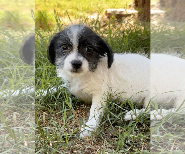 Medium Photo #7 Mutt Puppy For Sale in Lake Elsinore, CA, USA