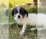 Small #6 Mutt
