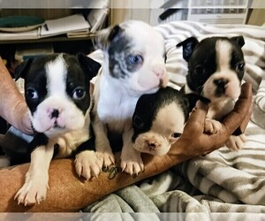 Boston Terrier Puppy for sale in PLAINFIELD, IN, USA
