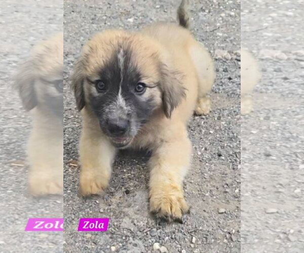Medium Photo #3 Great Pyrenees-Unknown Mix Puppy For Sale in Alexander, AR, USA