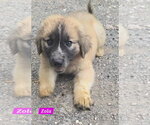 Small #2 Great Pyrenees Mix