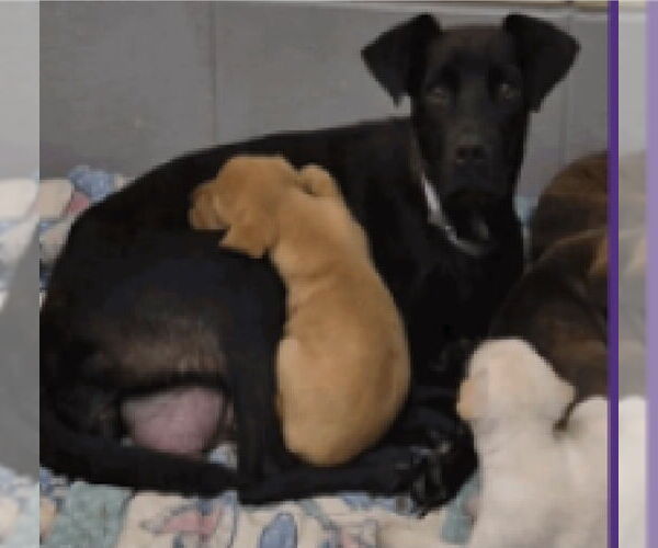 Medium Photo #4 Chihuahua-Labrador Retriever Mix Puppy For Sale in Lakewood, CO, USA