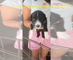 Small Photo #35 English Shepherd Puppy For Sale in NEW CASTLE, IN, USA