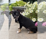 Small #1 Chihuahua