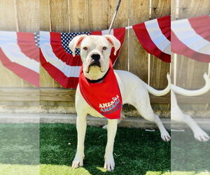 Boxer Dogs for adoption in Austin, TX, USA