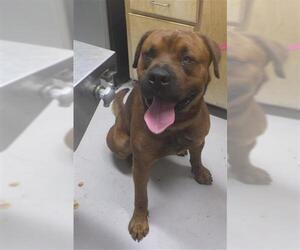 Shepweiller Dogs for adoption in Augusta, GA, USA