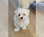 Small #9 Maltese