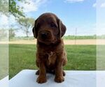 Small Goldendoodle (Miniature)