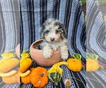 Small #1 Poodle (Miniature)