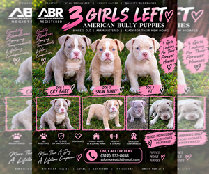 American Bully Litter for sale in BOLINGBROOK, IL, USA