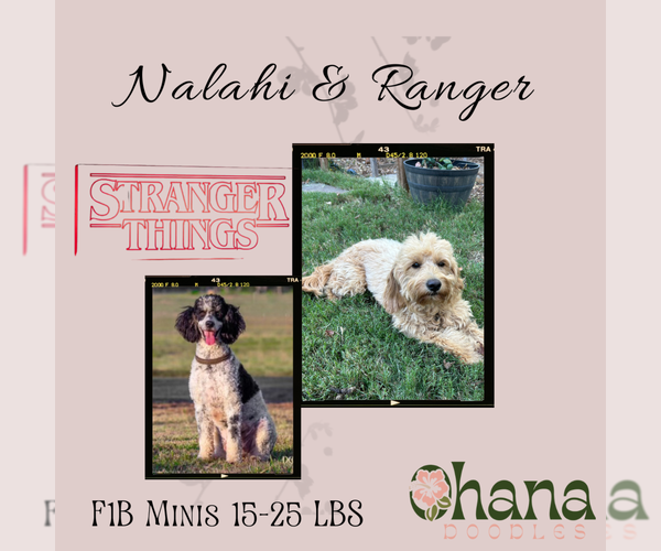 Medium Photo #12 Goldendoodle (Miniature) Puppy For Sale in HALTOM CITY, TX, USA