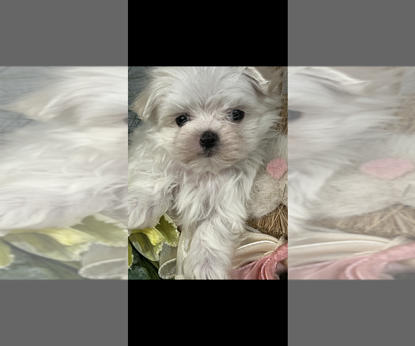 Medium Photo #1 Maltese Puppy For Sale in NILES, MI, USA