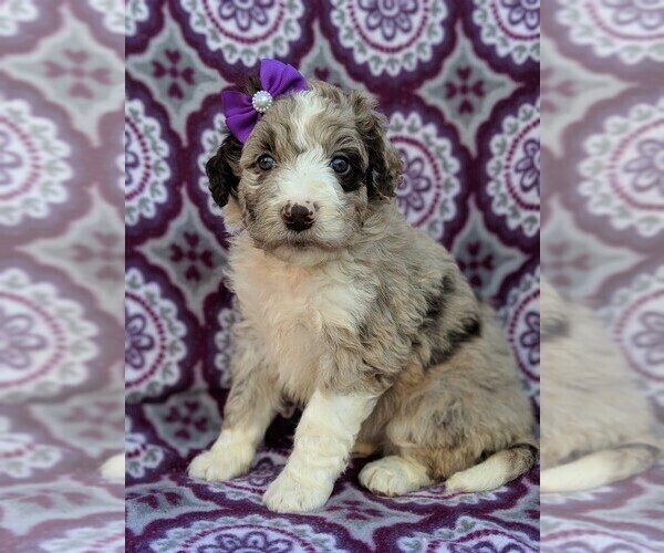 Medium Photo #2 Aussiedoodle Puppy For Sale in LANCASTER, PA, USA