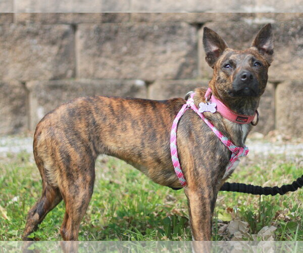 Medium Photo #3 Chihuahua-Feist Terrier Mix Puppy For Sale in Cookeville, TN, USA