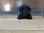 Small Photo #4 Labrador Retriever Puppy For Sale in FORT RECOVERY, OH, USA