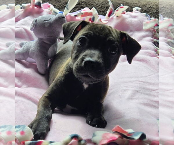 Medium Photo #4 Mutt Puppy For Sale in Royal Palm Beach, FL, USA