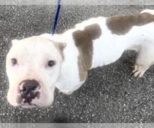 American Pit Bull Terrier Dogs for adoption in Houston, TX, USA