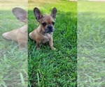 Small #9 French Bulldog