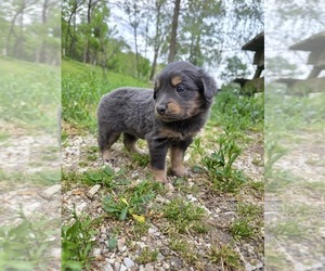 English Shepherd Puppy for sale in UPTON, KY, USA