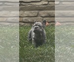 Small #14 French Bulldog