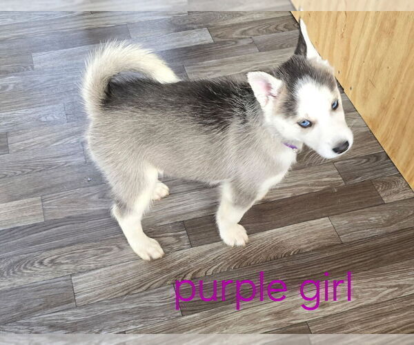 Medium Photo #8 Siberian Husky Puppy For Sale in KING GEORGE, VA, USA