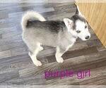 Small #7 Siberian Husky