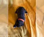 Small Photo #5 Boxer Puppy For Sale in LAUREL, DE, USA