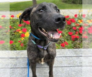 American Pit Bull Terrier-German Shepherd Dog Mix Dogs for adoption in Anchorage, AK, USA