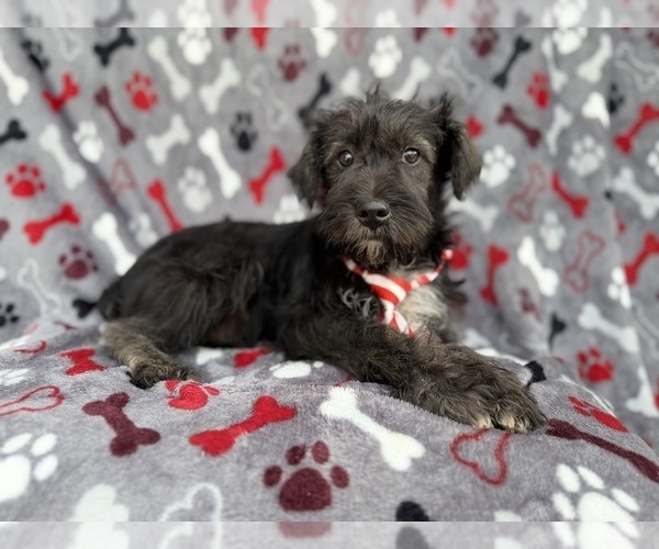 Medium Photo #9 Schnauzer (Miniature) Puppy For Sale in LAKELAND, FL, USA