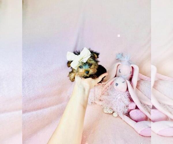 Medium Photo #17 Yorkshire Terrier Puppy For Sale in AVONDALE ESTATES, GA, USA