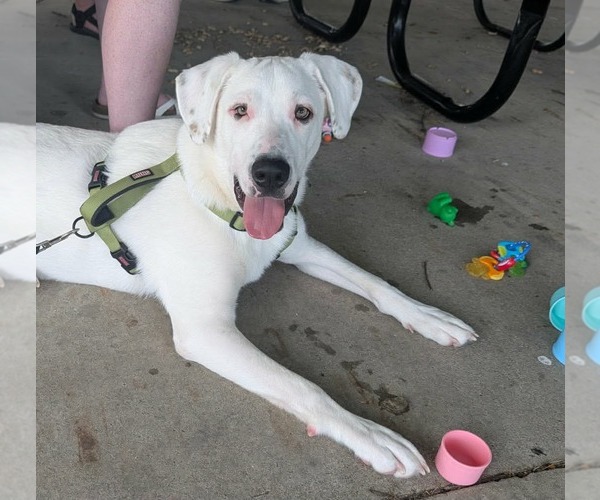 Medium Photo #2 Great Pyrenees-Unknown Mix Puppy For Sale in Germantown, OH, USA