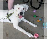 Small #1 Great Pyrenees Mix