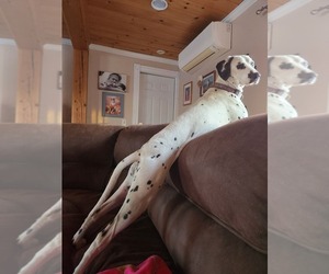 Mother of the Dalmatian puppies born on 05/28/2025