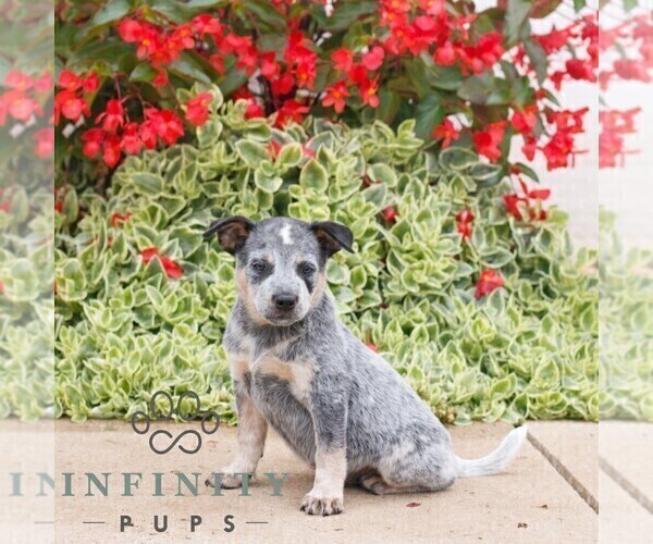 Medium Photo #3 Australian Cattle Dog Puppy For Sale in ATGLEN, PA, USA