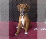 Small Photo #2 Boxer-Unknown Mix Puppy For Sale in McKinney, TX, USA