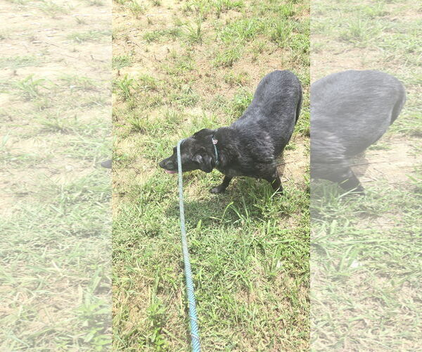 Medium Photo #2 Labrador Retriever-Unknown Mix Puppy For Sale in Jackson, MS, USA