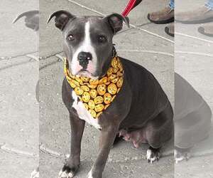 Princess - Female Mutt Dog for Adoption - Photo #2