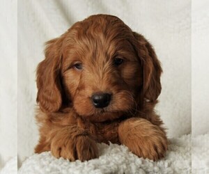 Goldendoodle (Miniature) Puppy for sale in LEOLA, PA, USA