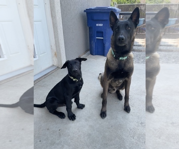 Medium Photo #5 Belgian Malinois Puppy For Sale in JEROME, ID, USA